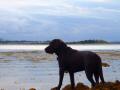 Chocolate Lab 7 On The Rocks