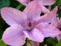 Clematis