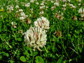 Clover 2