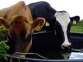 Cows Drinking Water (Jersey Cow And Friesian Cow)