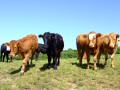 Cows (OK - They Are Actually Bullocks - The Male Version Of A Cow)