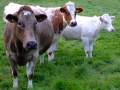 Cows 3 (Assorted Breeds in a Field in Ireland)