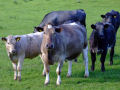 Cows 4