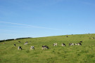 Cows 6