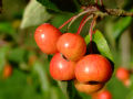 Red Crab Apples