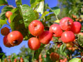 Red Crab Apples 2