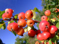 Red Crab Apples 3