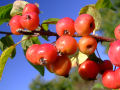 Red Crab Apples 4