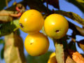 Yellow Crab Apples 5