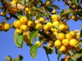 Yellow Crab Apples 7