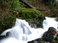 Crawfordsburn Country Park Waterfall 2, County Down, Northern Ireland