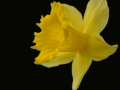 Daffodil 2