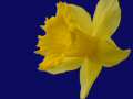 Daffodil 3