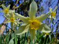 Daffodil 4