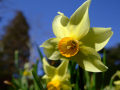 Daffodil 5