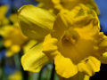 Daffodil 6