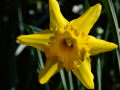 Daffodil 7