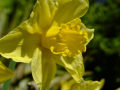 Daffodil 8