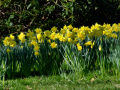 Daffodils