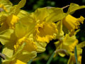 Daffodils 2