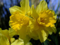 Daffodils 3