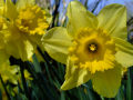 Daffodils 4