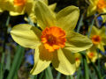 Daffodils 6