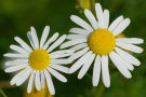 Daisies 2