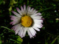 Daisy 6