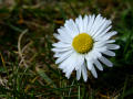 Daisy 7