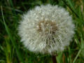 Dandelion Gone To Seed