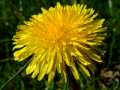 Dandelion 3