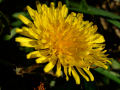 Dandelion 6