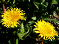 Dandelions