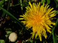 Dandelions 2