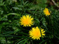 Dandelions 3