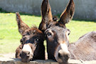 Donkeys