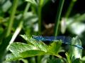 Dragonfly (Damselfly)