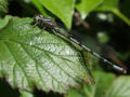 Dragonfly 3