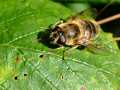 Syrphid Fly - NOT a Drone Bee as was previusly labelled...