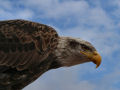 eagle 3