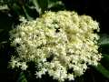 Elderflowers