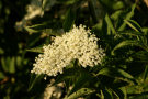 Elderflower 2