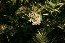 Elderflower 3