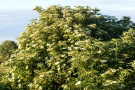 Elderflower 4