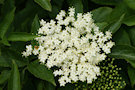 Elderflower 5