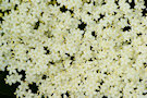 Elderflower 6