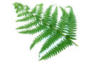 Fern 2 (With White Background)