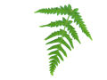 Fern 3 (With White Background)