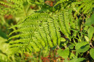 Fern 4